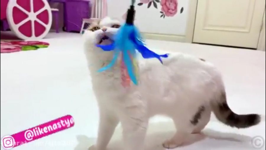 بازی ناستیا استیسی... گربه باز...