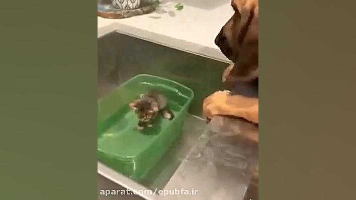 دست محبت سگ بر سر بچه گربه