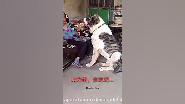 عشق و علاقه پیرزن با سگ