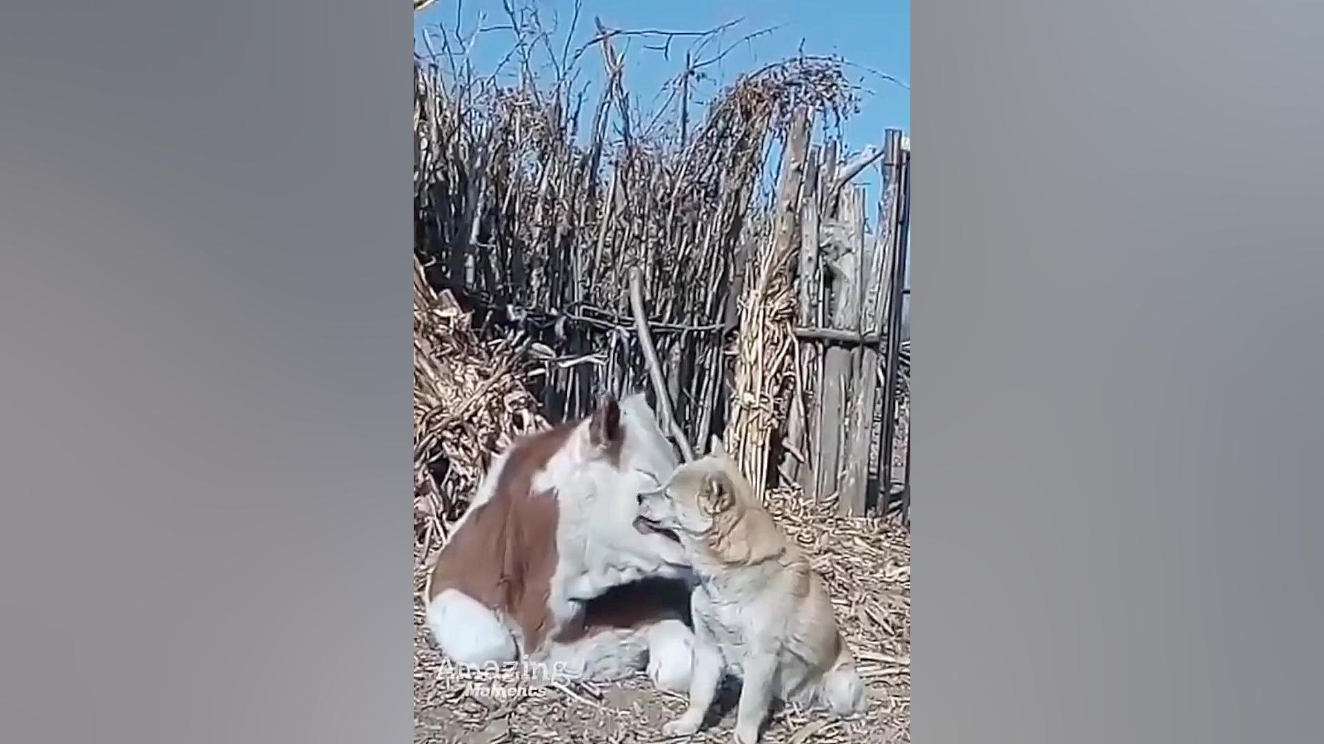 دوستی عاشقانه و خنده دار سگ با...