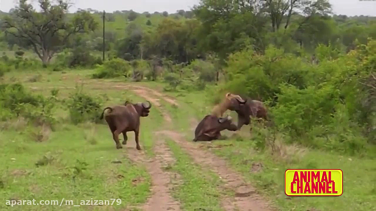 لحظات دیدنی مبارزه حیوانات با...