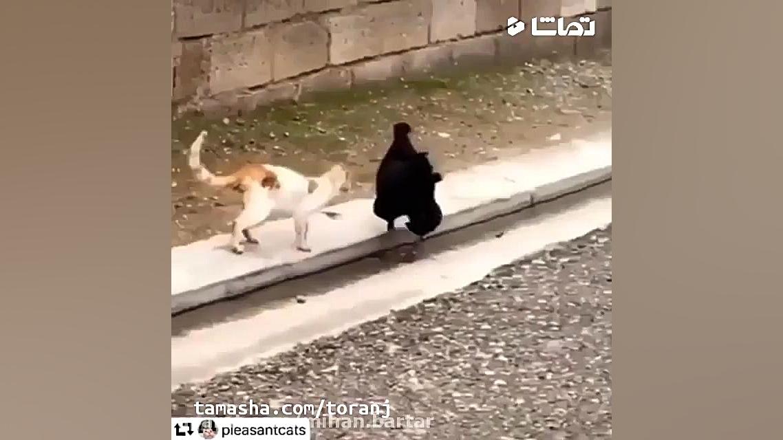 جواد خواجوی  رفتن پشت دیوار شی...