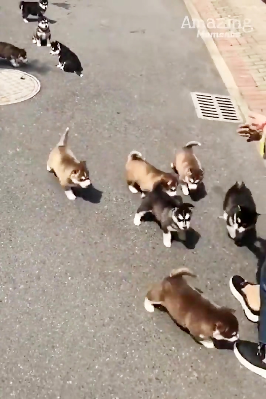 شیر دادن گاو ماده مهربان به تو...