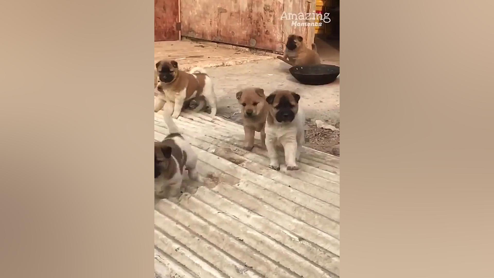 شیر دادن گاو ماده مهربان به تو...