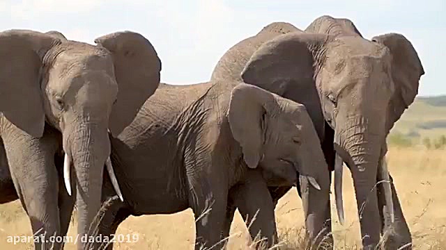 حیات وحش آفریقا با کیفیت 4K