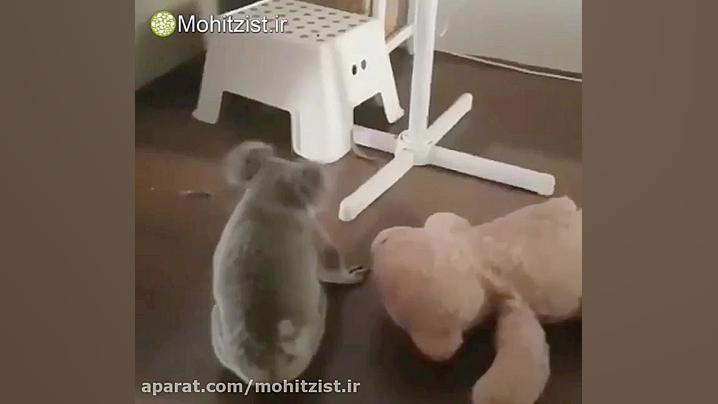 بازی کوالا نجات یافته از حریق...