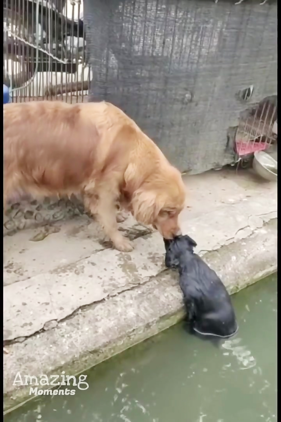 نجات دادن جالب توله سگ های کوچ...