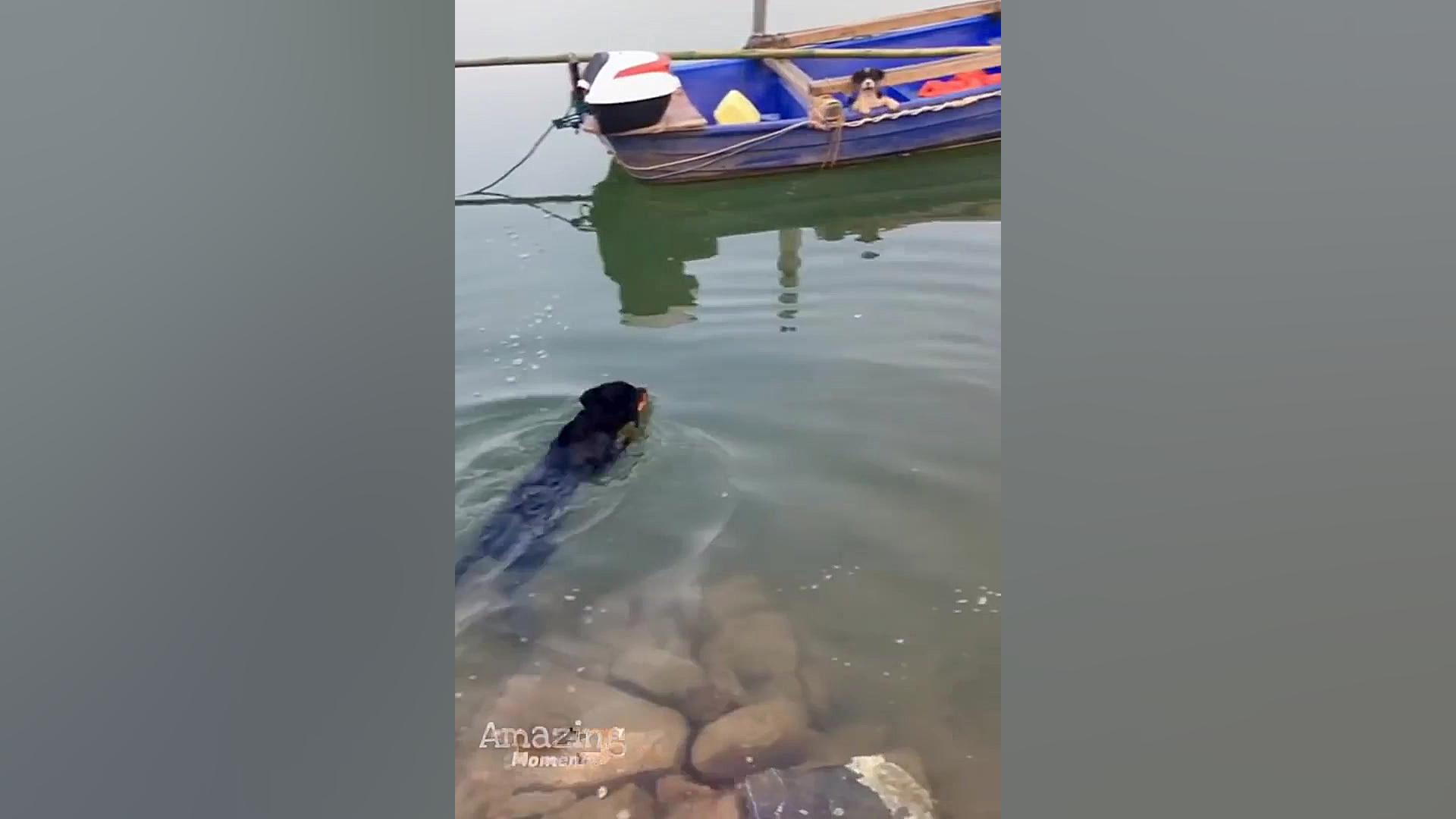 نجات دادن جالب توله سگ های کوچ...