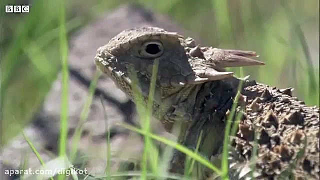 ترفند جالب مارمولک در مقابل ما...