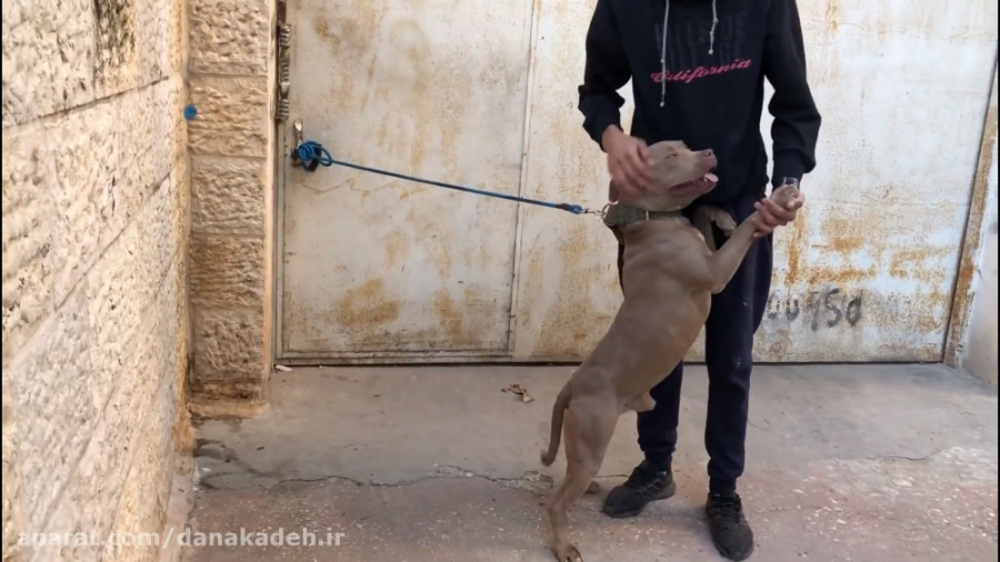 سگی بزرگ و فوق العاده خطرناک