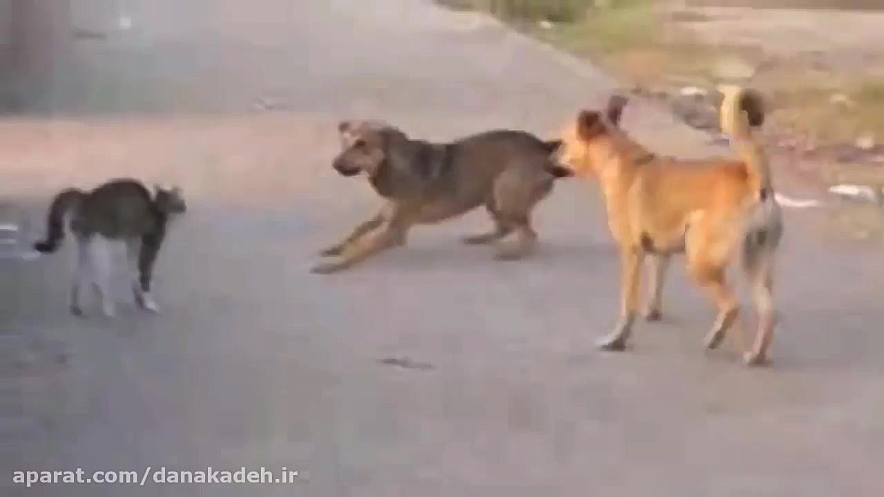 مبارزه گربه خشمگین و سگ