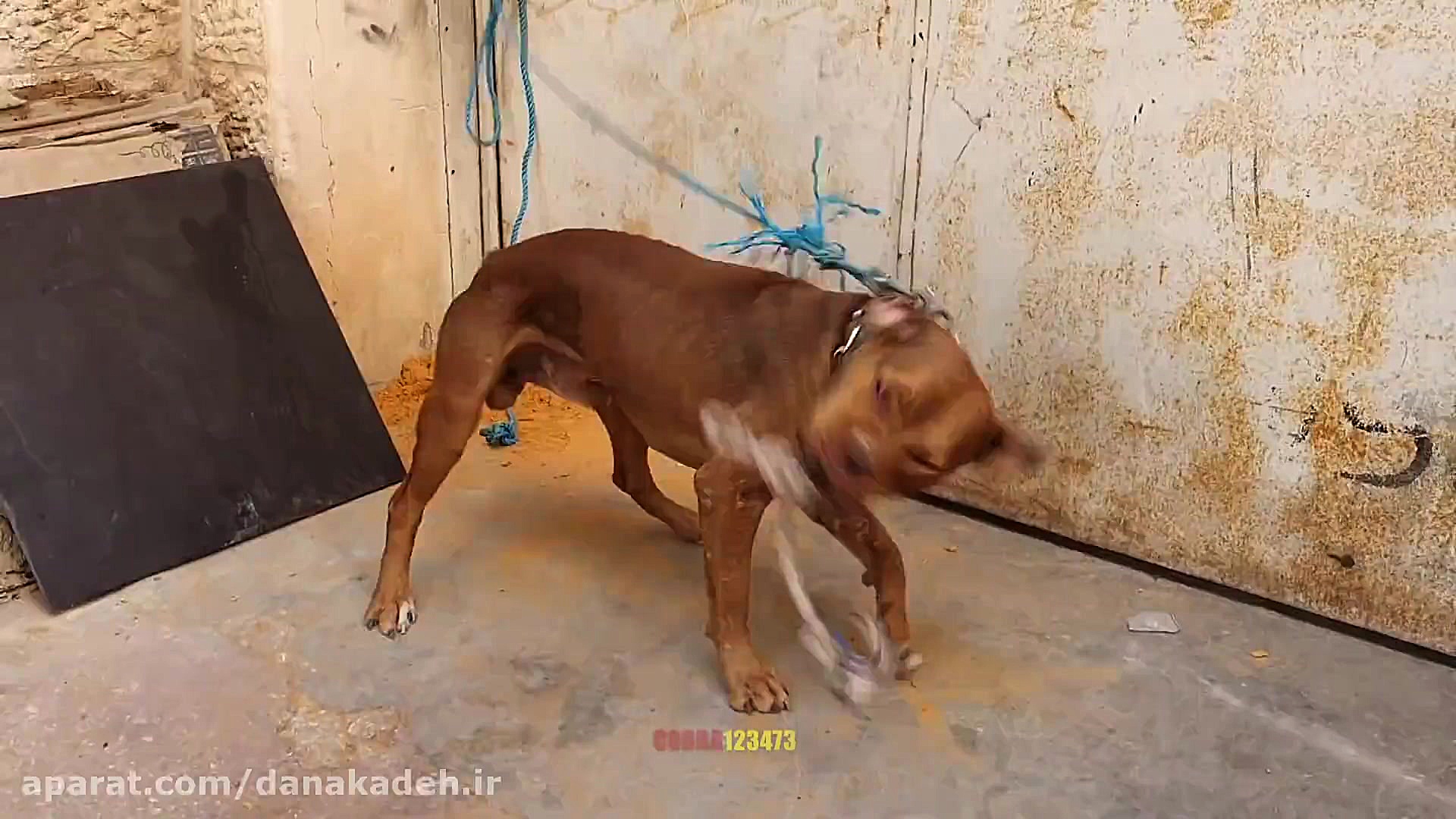 سگ بیتبول بسیار خطرناک