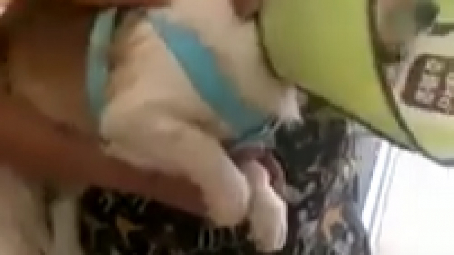 واکنش سگ ها به آمپول