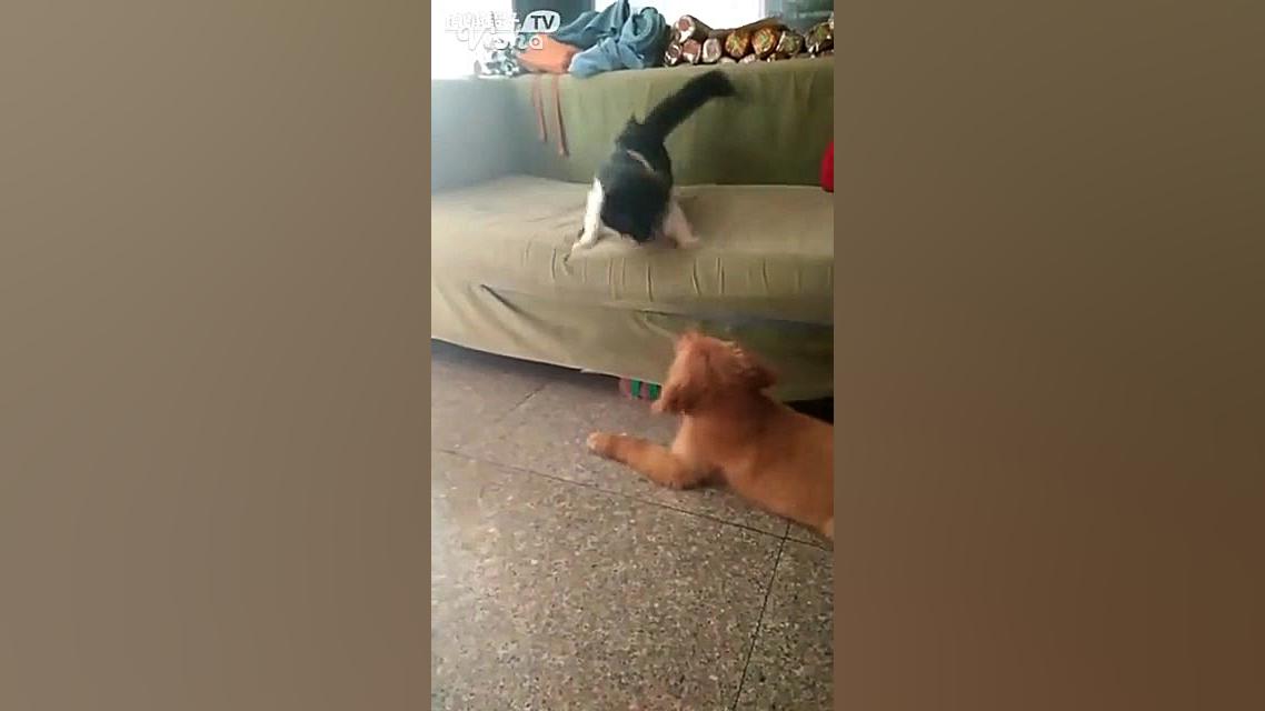 زدن سگ توسط گربه!