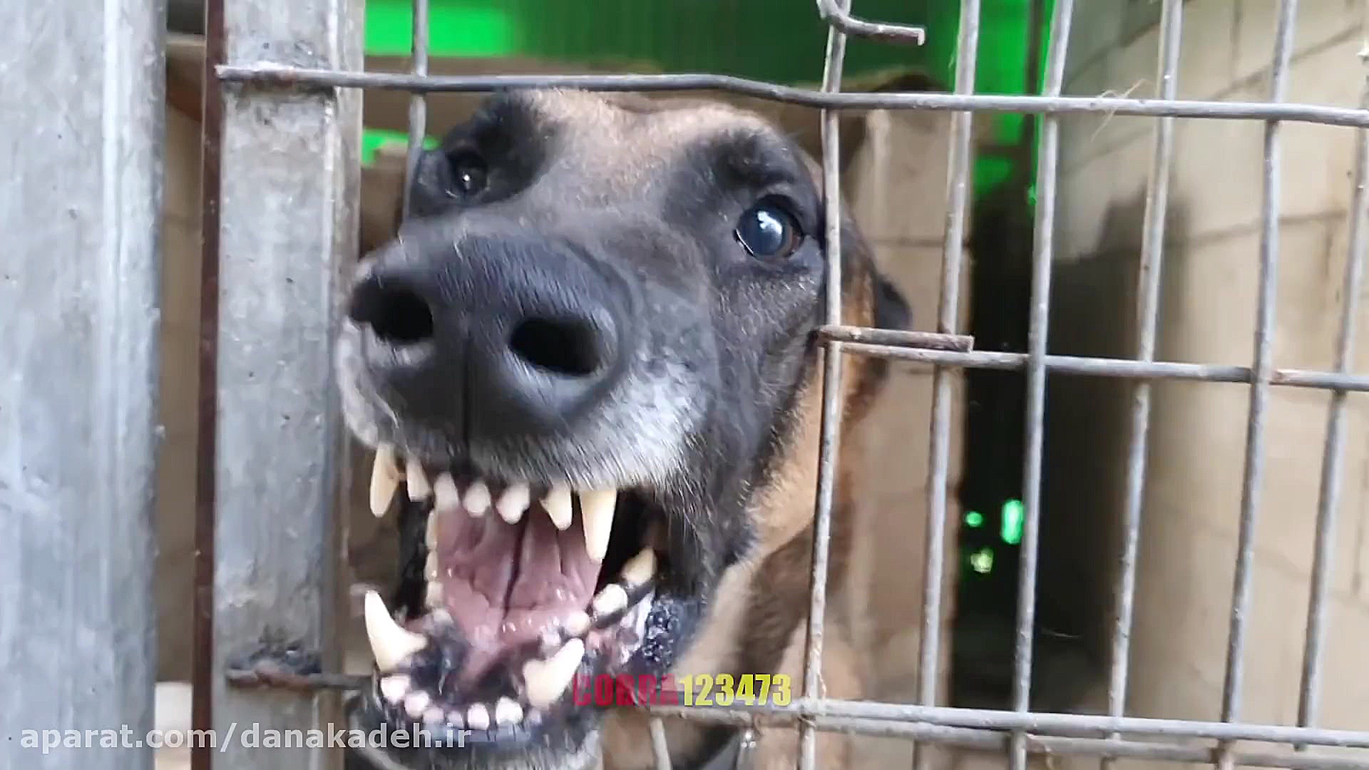 سگ مالینوا که به همه حمله می ک...