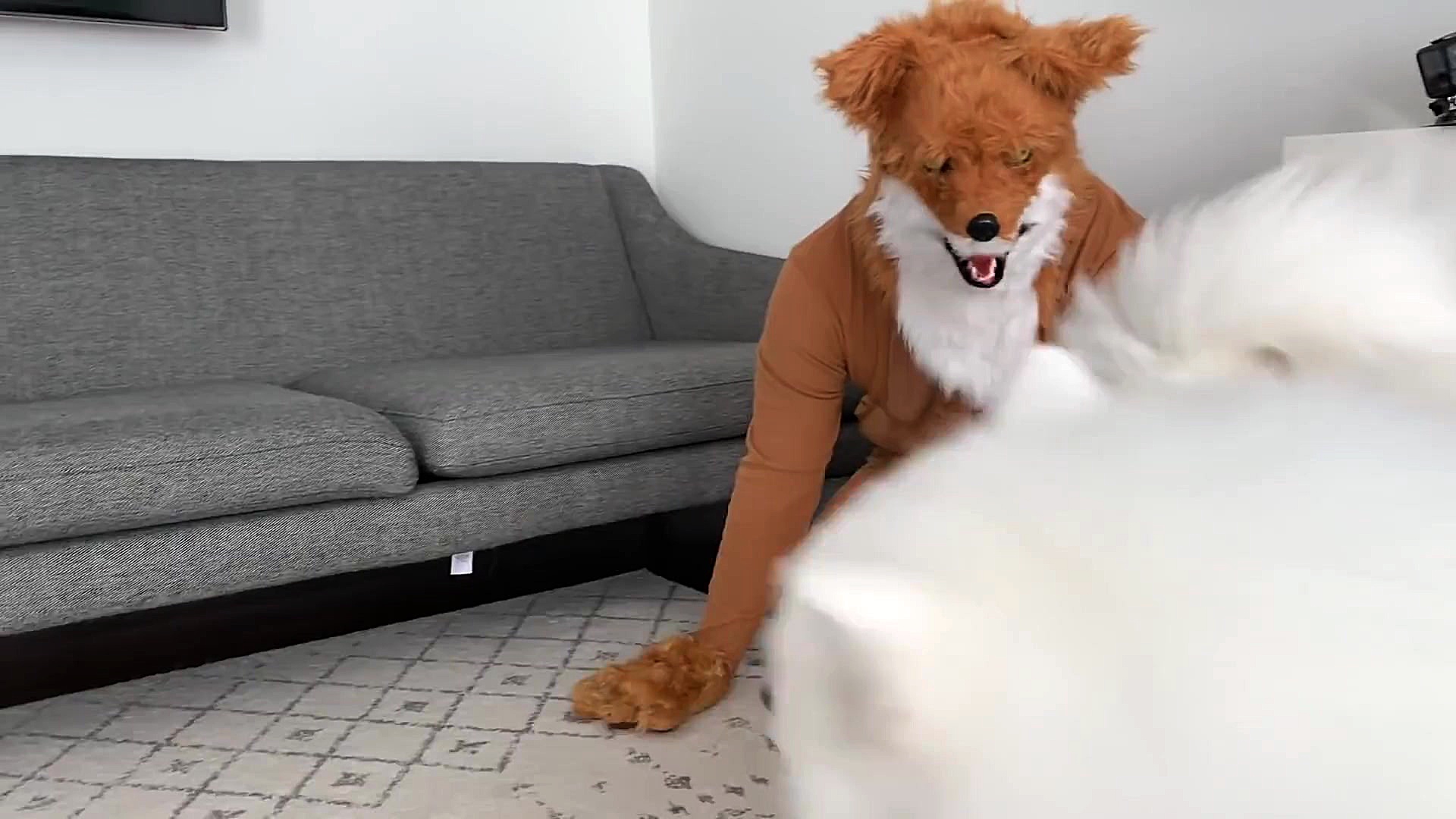 شوخی خرکی خنده دار با پوپی های...