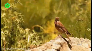 شبکه دنا  موسیقی تصویر  کوه دن...