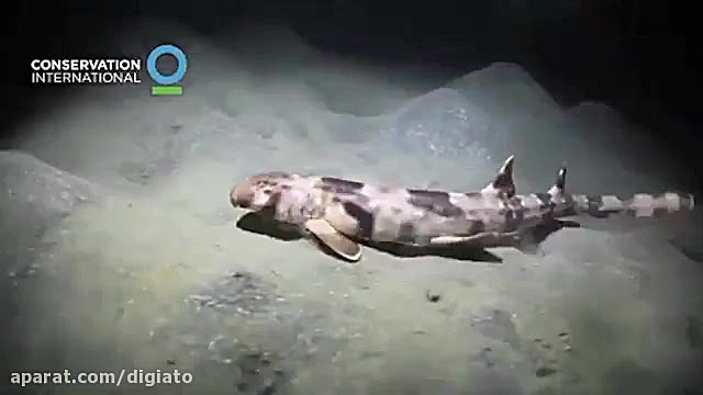 کشف چهار گونه جدید از کوسه راه...