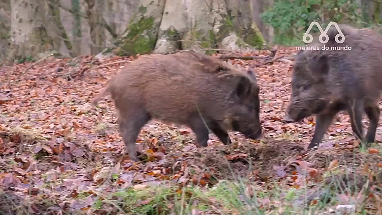 وقتی گراز به شکار پلنگ می رود....
