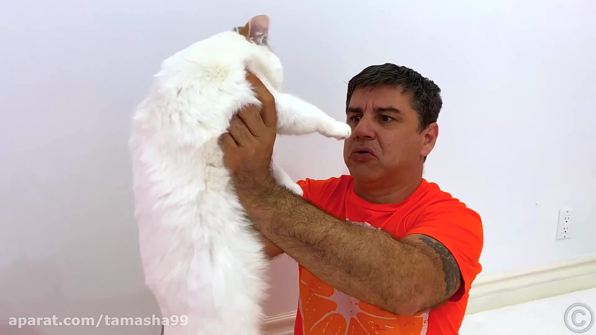 ناستیا استیسی پرنسس خانم و ملو...