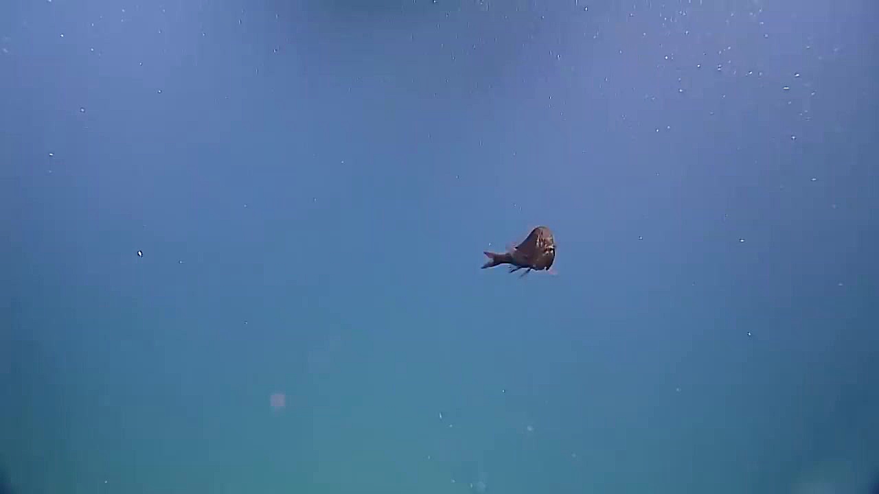 10 موجودات دریایی اسرارآمیز که...