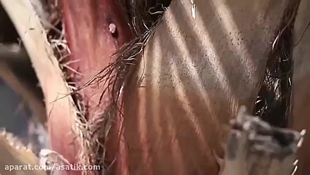 آساتیک : رستوران مریم تهران