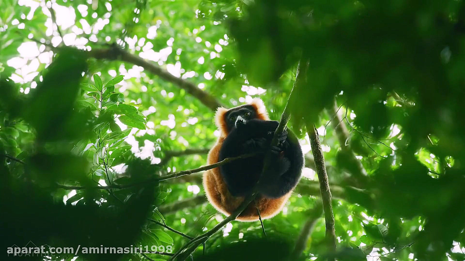 ماجراجویی در قلب حیات وحش آفری...