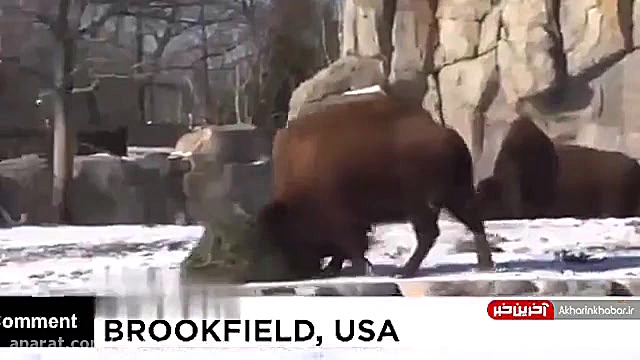 هدیه جالب کریسمس یه حیوانات یک...