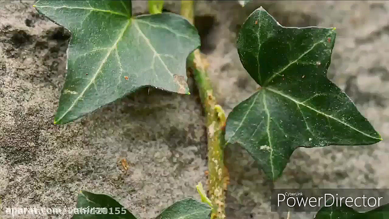 به چشمهای من نگاه کن اثر مهران...