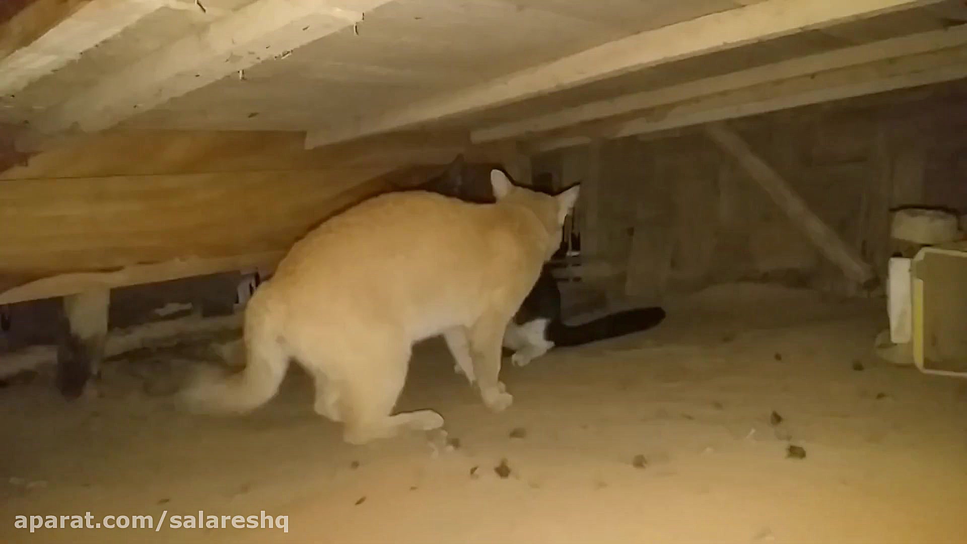 جنگ بشدت ترسناک گربه اهلي و وح...