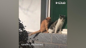 جواد خواجوی  هر شب با یکیه !!!