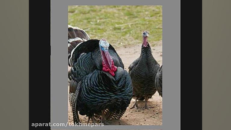 فروش تخم نطفه دار بوقلمون برنز...