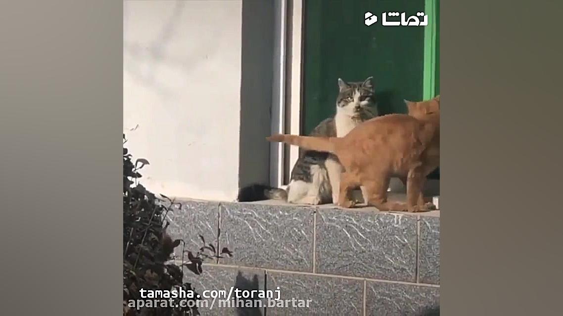 جواد خواجوی  هر شب با یکیه !!!