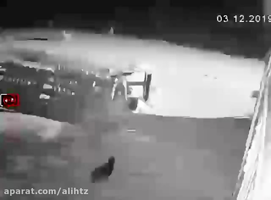 حمله گرگ های وحشی گرسنه به سگ...