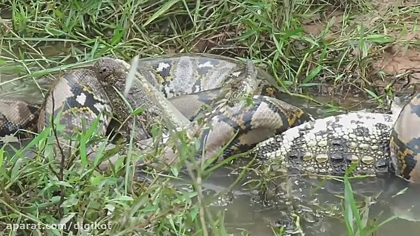 5 مبارزه وحشیانه بین حیوانات