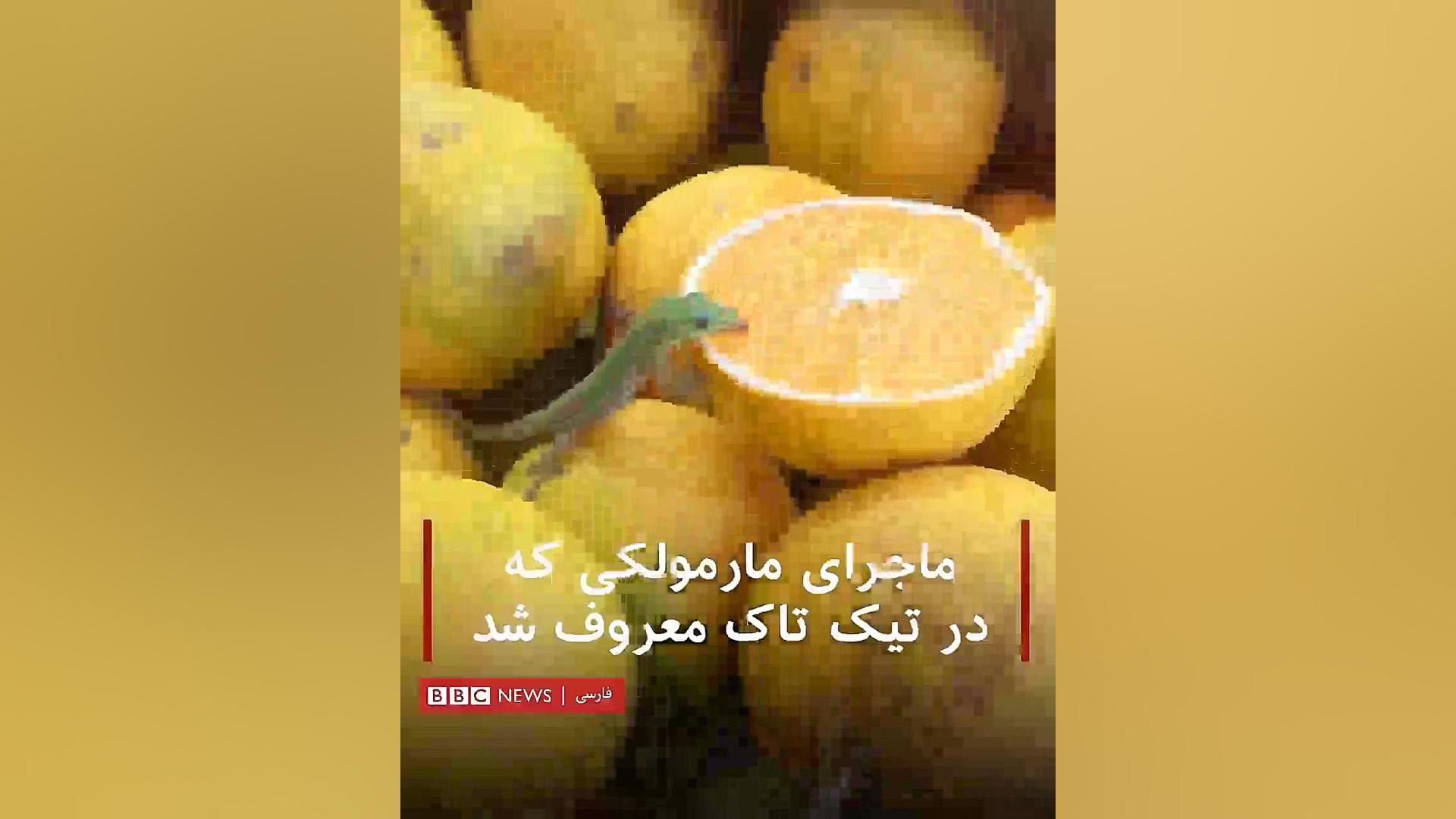 معروف ترین مارمولک دنیا