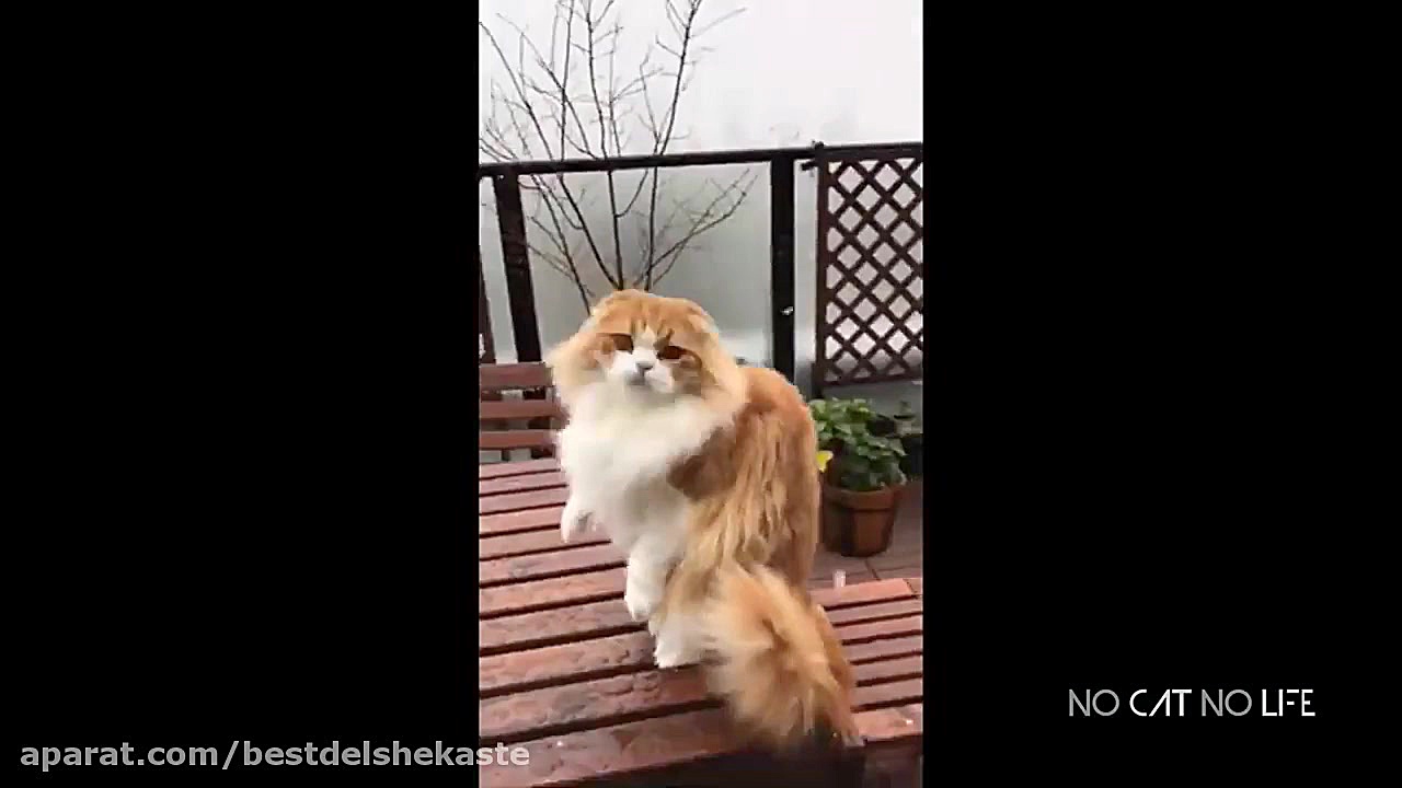 بارش برف و واکنش گربه ها