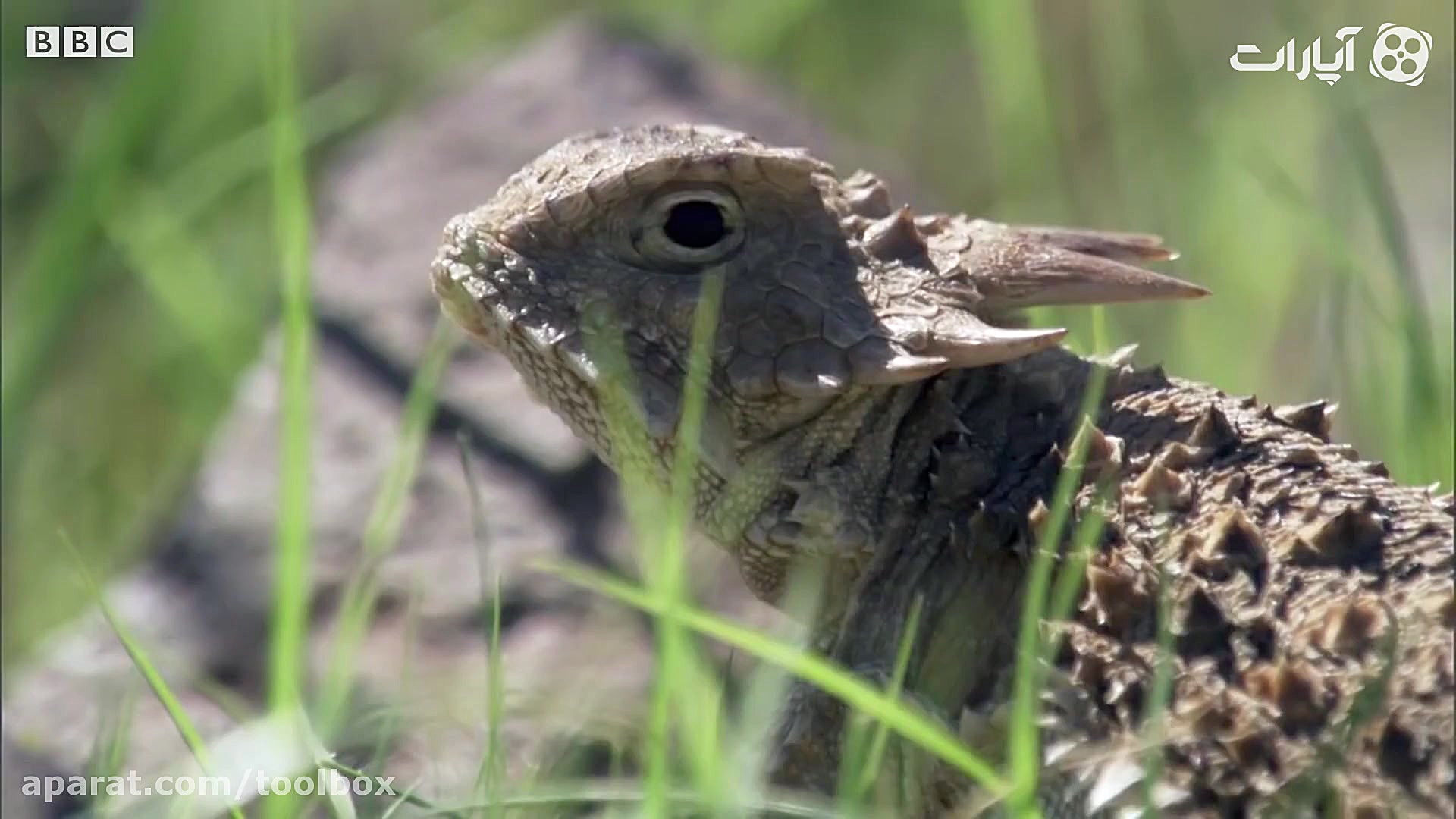 این بزمجه برای نجات تخم هاش دس...