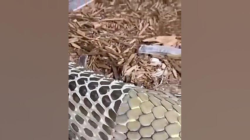 پوست اندازی مار کبرا بسیار دید...