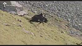 زیباترین مستندحیات وحش