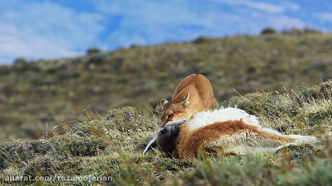 مستند هفت دنیا یک سیاره 2019 ق...