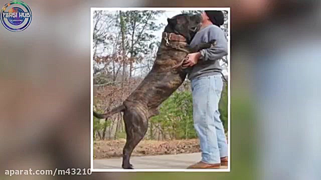 هشت تا از خطرناک ترین نژاد های...