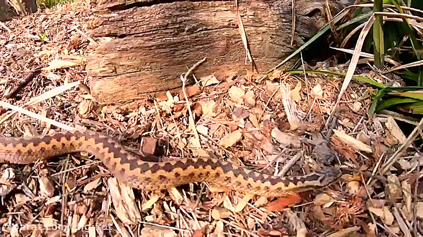 حیات وحش، رفتار ترسناک مارها