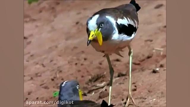 حیات وحش آفریقا  آخرین جشن کرو...