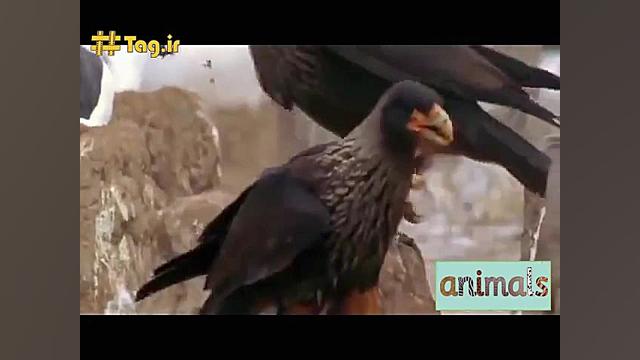 حمله عقاب کاراکارا به جوجه&zwn...