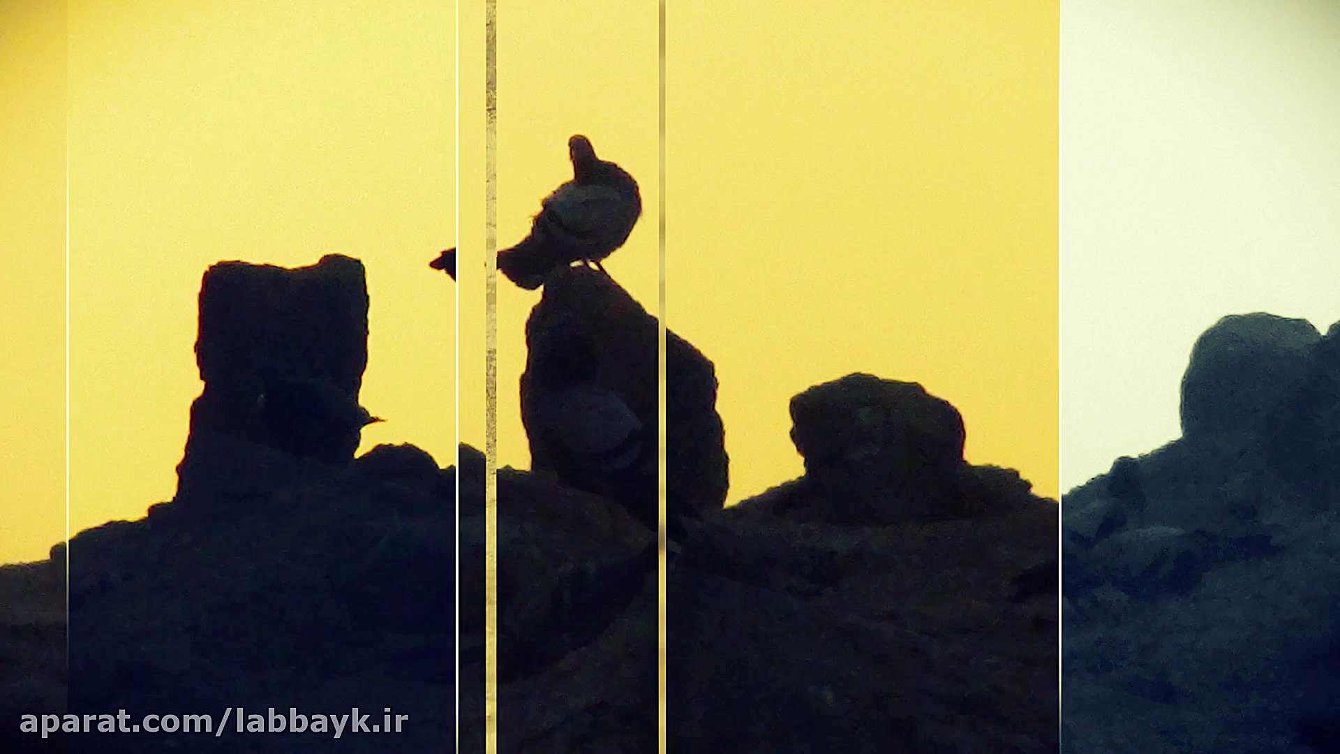 این الفاطمیون