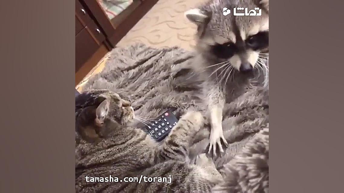 جواد خواجوی  فقط بو میکنه