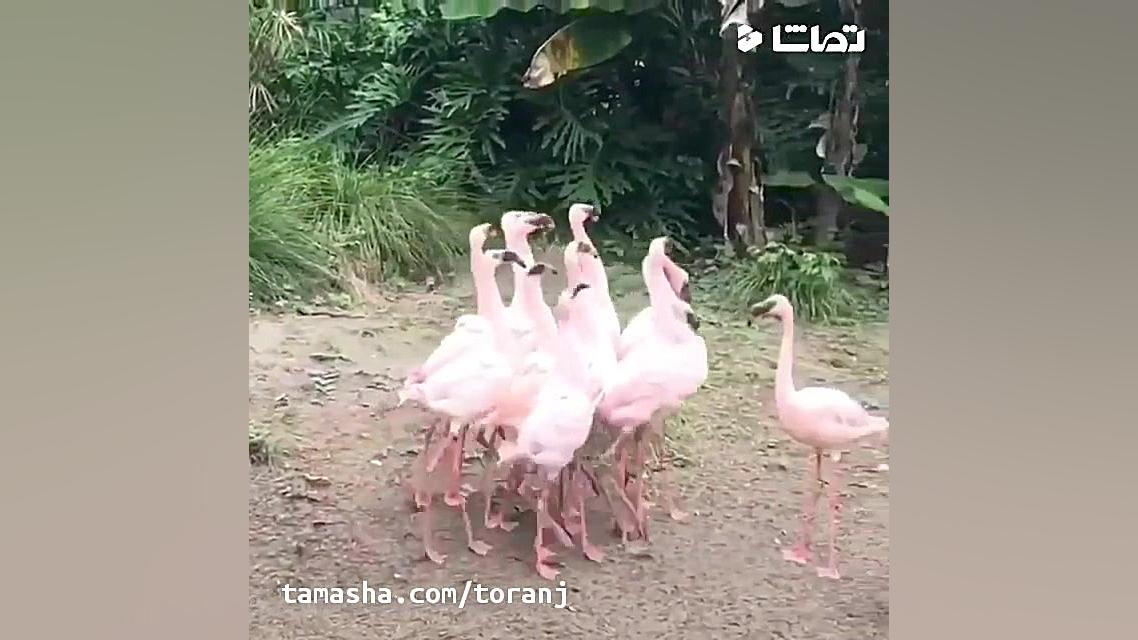 جواد خواجوی  بیچاره عروس اعظم...