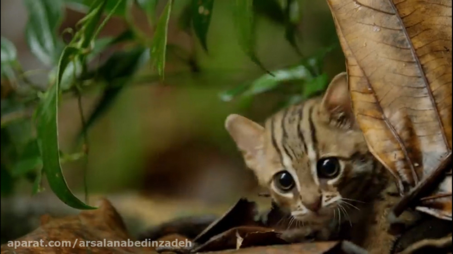کوچک ترین گربه جهان {سکانسی از...