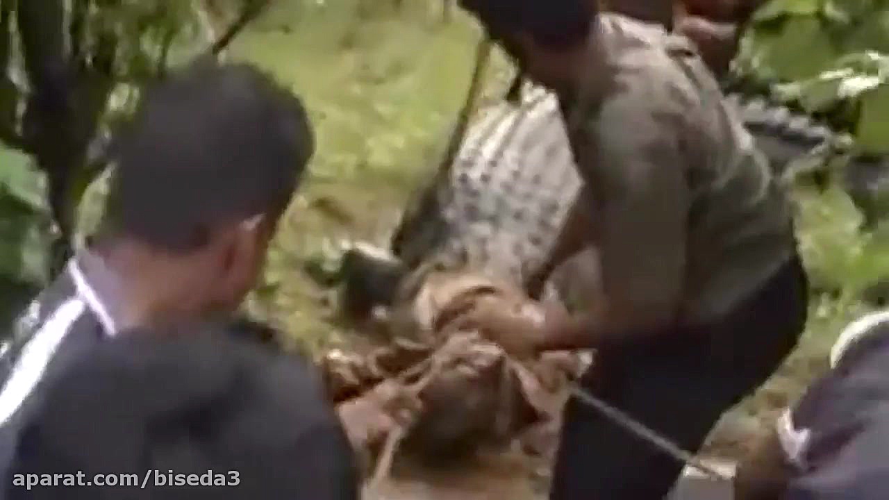 10 بزرگترین کروکودیل در جهان